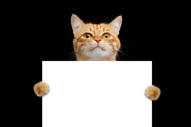 This is a place holder for an image